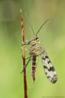 Gemeine Skorpionsfliege
